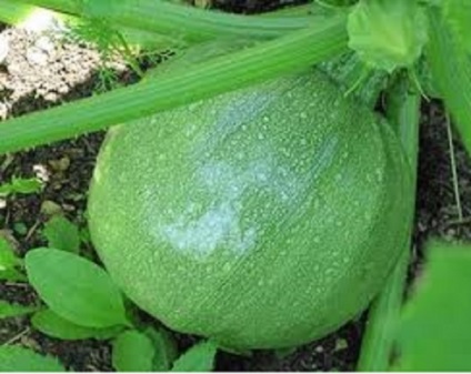 Rotundă de zucchini fotografie, varietate, semințe