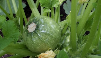 Rotundă de zucchini fotografie, varietate, semințe