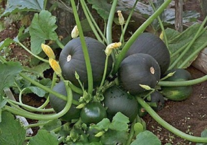Rotundă de zucchini fotografie, varietate, semințe