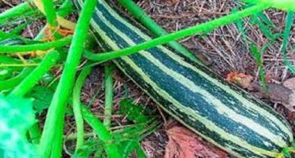 Rotundă de zucchini fotografie, varietate, semințe