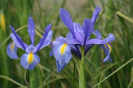 Descrierea Xifium, trăsături de cultivare