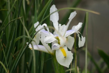 Descrierea Xifium, trăsături de cultivare