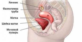 Кт din organele pelvine - descrierea și adresele centrelor medicale