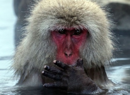 Купання снігових мавп, пізнавальні та цікаві фотографії прикольні картинки