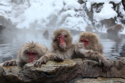 Купання снігових мавп, пізнавальні та цікаві фотографії прикольні картинки