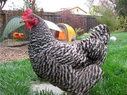 Csirkék Plymouth Rock-fajta leírása fotókkal, vélemény - csirke, a fórum a tenyésztés és a baromfi