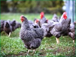 Descrierea rasei de pui Plymouth Rock cu fotografii, recenzii - găini, forum despre creșterea și păstrarea păsărilor de curte