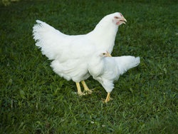 Csirkék Plymouth Rock-fajta leírása fotókkal, vélemény - csirke, a fórum a tenyésztés és a baromfi