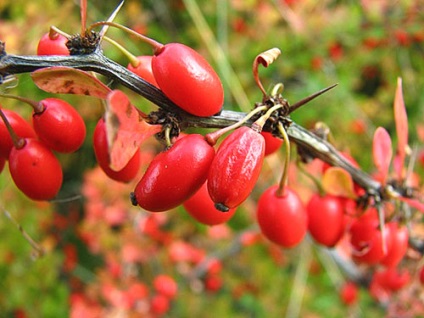 Arborele de ciuperci - unul dintre elementele de design peisagistic, video