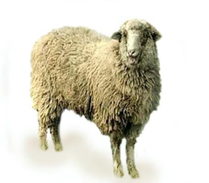 Куйбишевська порода овець