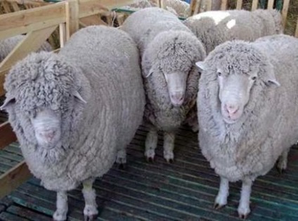 Куйбишевська порода овець