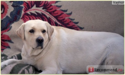 Labrador retriever - 