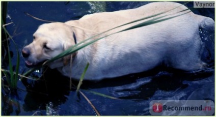 Labrador retriever - 