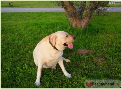 Labrador retriever - 