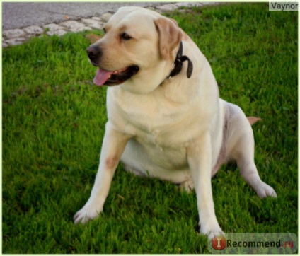Labrador retriever - 