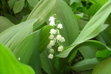 Crin de vale plantare, reproducere, îngrijire