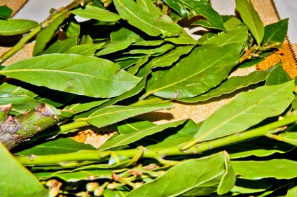 Frunza de brad în medicina populară, aplicație și frunze de dafin folositoare