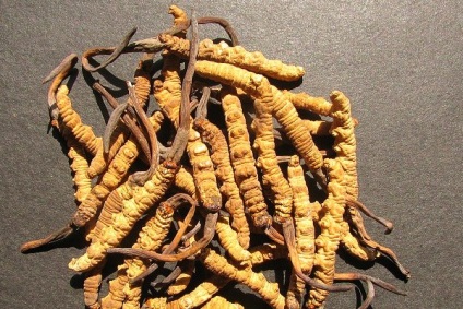 Proprietăți curative ale Cordyceps