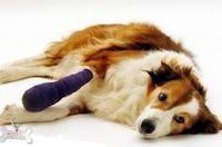 Лікування кульгавості у собаки, ветеринарна клініка мегавет