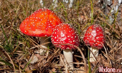 Vrăjitor vrăjitor acoperi agaric - muște agaric, ciuperci, muște, halucinații, ciuperci halucinogene