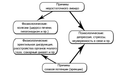 Лібідо опис, причини зниження, методи відновлення