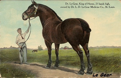 Istoricul percherului calului, caracterizarea și îngrijirea rasei Pershuron