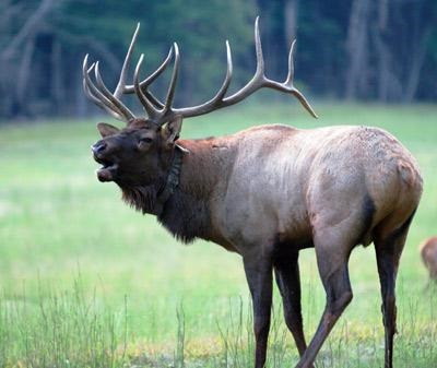 Elk Island biostație, parc și pădure