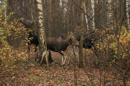 Elk Island Biological Station, a park és az erdő