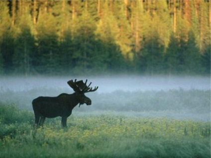 Elk Island Biological Station, a park és az erdő