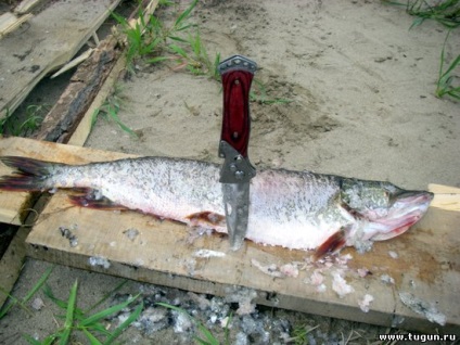 Pescuitul de trofeu pe un pescuit pe hangar - pescuit de vară - articole despre pescuit - pescuit în Siberia