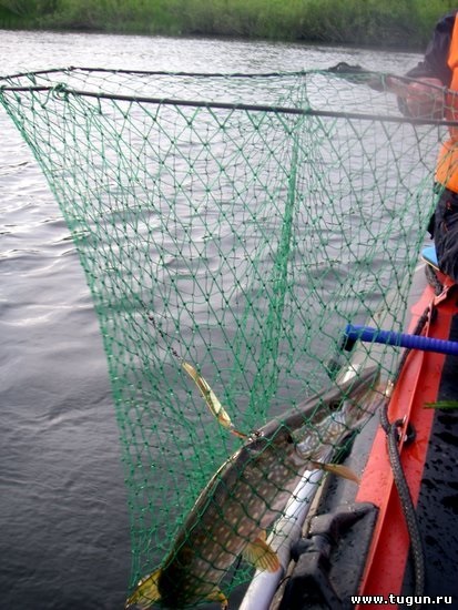Horgász trófea csuka egy - halászat a hangárban - nyári halászat - Cikkek a halászat - horgászat Szibériában