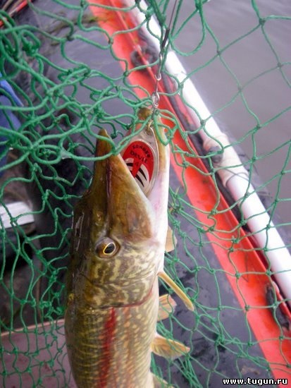 Horgász trófea csuka egy - halászat a hangárban - nyári halászat - Cikkek a halászat - horgászat Szibériában