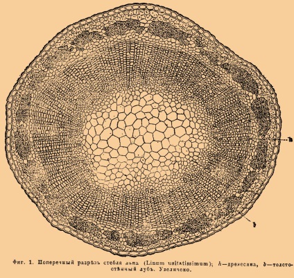 Lub - jelentése (a vastag falú szárából fiber) Lub - ez