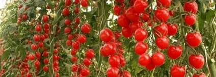 Кращі сорти томатів і перцю для теплиць, опис, посадка