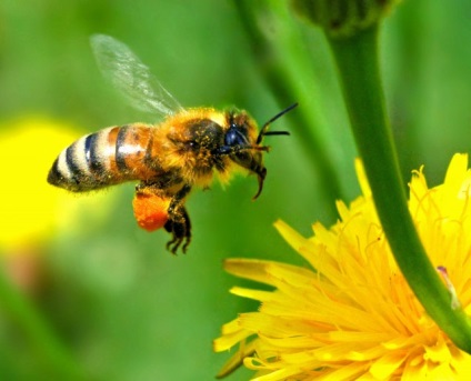 Cel mai bun mod de a obține o mulțime de miere este să plantați plante de miere!