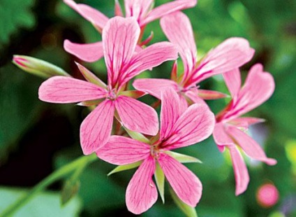 Magia pelargoniumului este zona ghiveciului