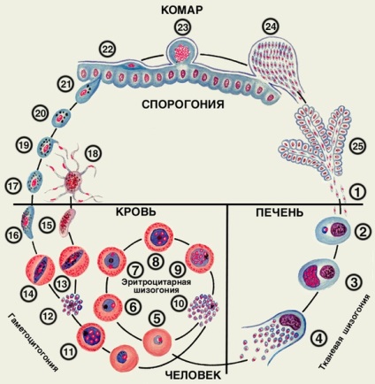 Malariei plasmodia (malarie) - clinică, simptome, diagnostic, tratament, ciclu de dezvoltare, paraziți