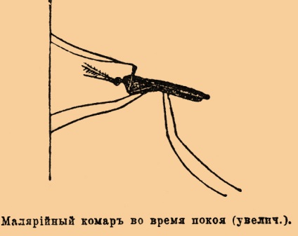 Anopheles szúnyogok - ez (malária) Anopheles szúnyog - a
