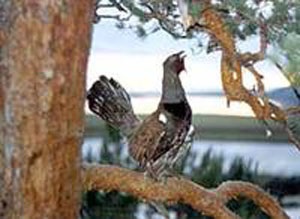 Manok pe grouse de lemn cu propriile mâini