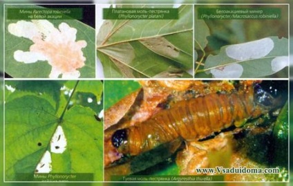 Minimizarea moliei și a altor mineri de insecte pentru fotografii și lupte, site despre grădină, reședință de vară și