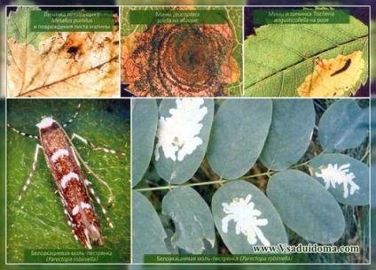 Minimizarea moliei și a altor mineri de insecte pentru fotografii și lupte, site despre grădină, reședință de vară și