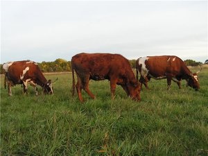 vaca de lapte ca ea dă lapte pe zi și atunci când trebuie să fie mulse