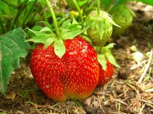 Este posibil să se planteze lângă o varietate de recomandări de căpșuni