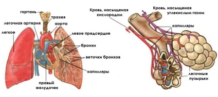 Mg de plămâni și bronhii care arată acest tip de tomografie