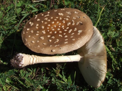 Мухомор пантерний - гриби опис, фото, як готувати гриби