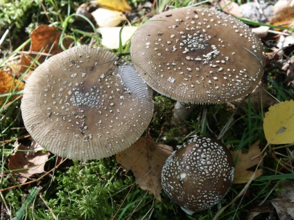 Amanita pantherina - gomba leírás, fényképek, hogyan kell főzni gombát