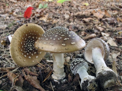 Amanita pantherina - gomba leírás, fényképek, hogyan kell főzni gombát