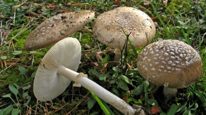 Amanita pantherina - gomba leírás, fényképek, hogyan kell főzni gombát