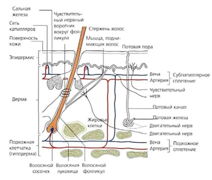 Extensii de unghii în g