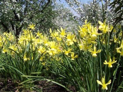 Narcissus William wardsworth